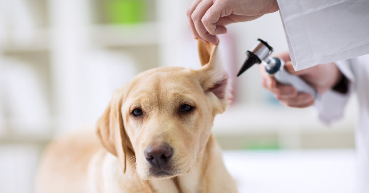 dog-hearing-aids-for-dog-with-hearing-loss